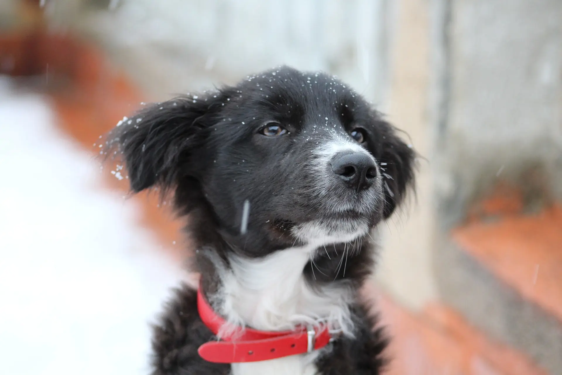 Waterproof PVC Dog Leashes and Collars
